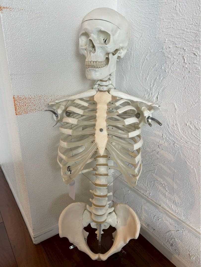 3B “スタン” 標準型骨格モデル A10 美品