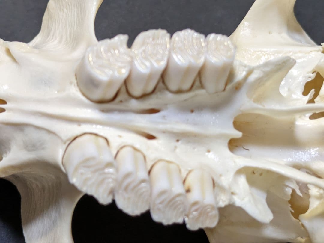 頭骨標本　アメリカビーバー