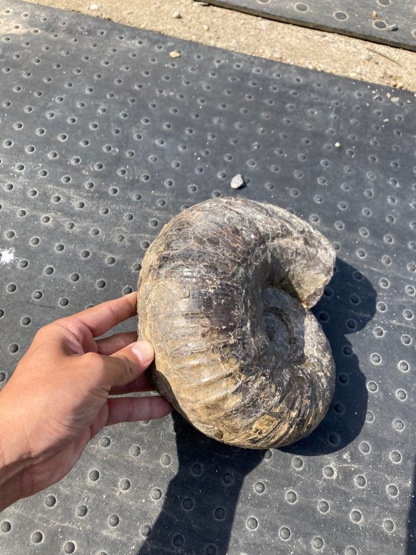 6.5kg 三笠のアンモナイト　パキ　大きい　化石