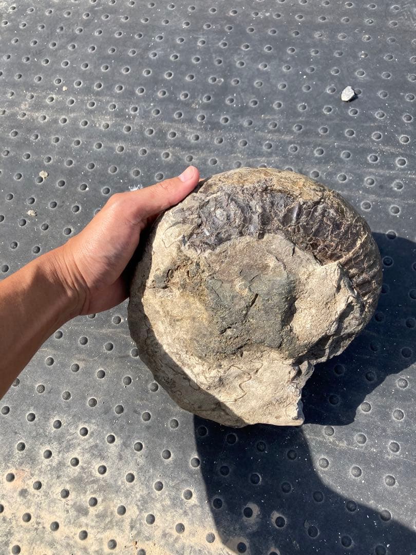 6.5kg 三笠のアンモナイト　パキ　大きい　化石