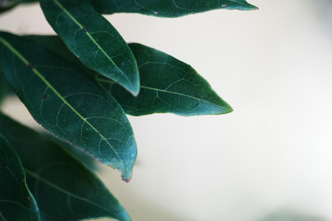 未使用級美品 SEL70300G プロ検証済み 家族の思い出を残す一本