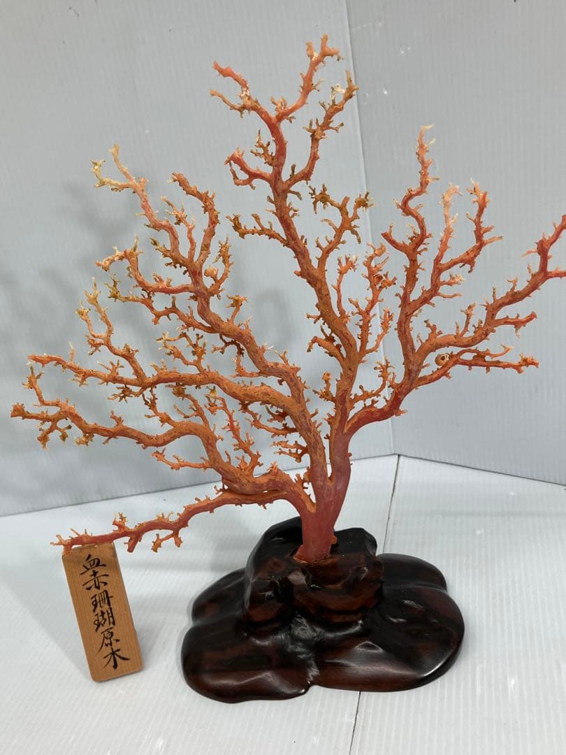 血赤珊瑚原木】希少！＊血珊瑚＊天然 原木 サンゴ オブジェ 手渡し推奨