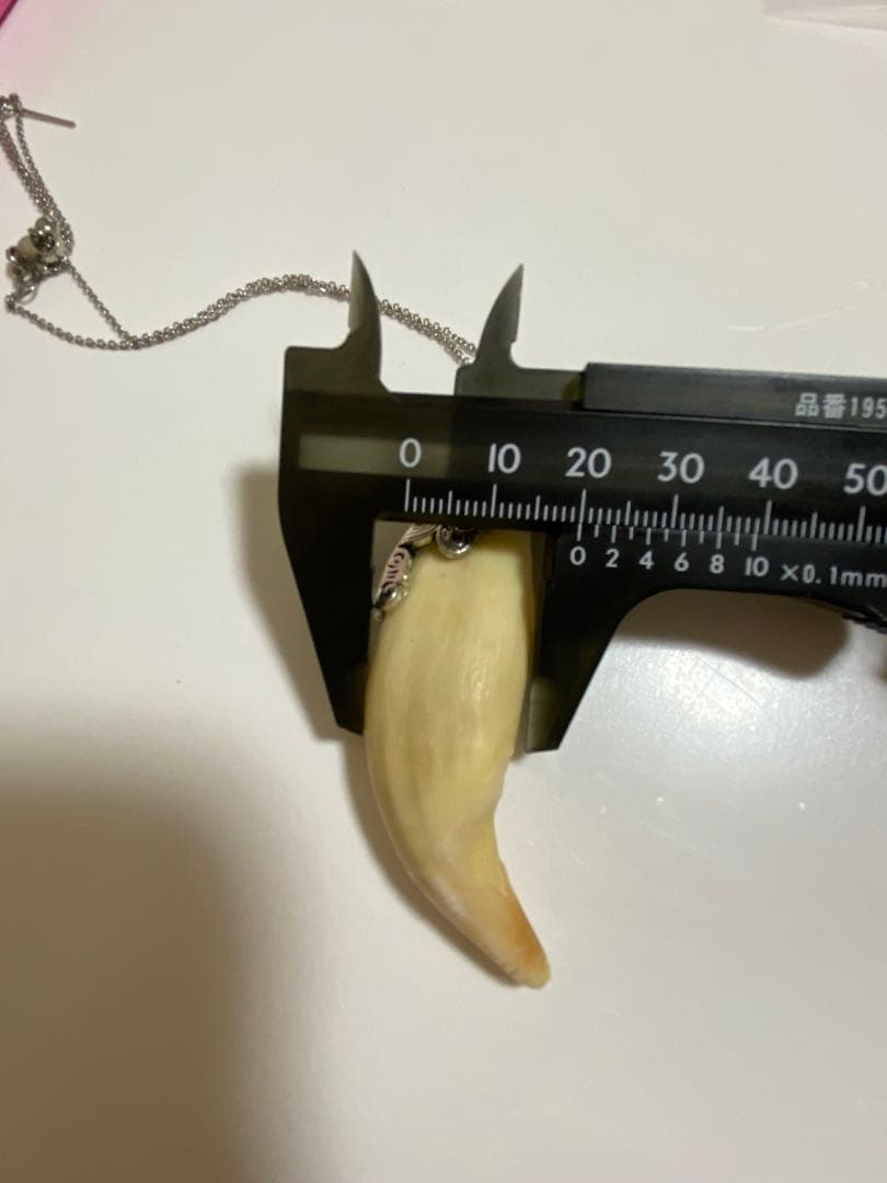 熊牙 熊歯 熊の牙 ツキノワグマ牙 ネックレス キーホルダー 新作新品