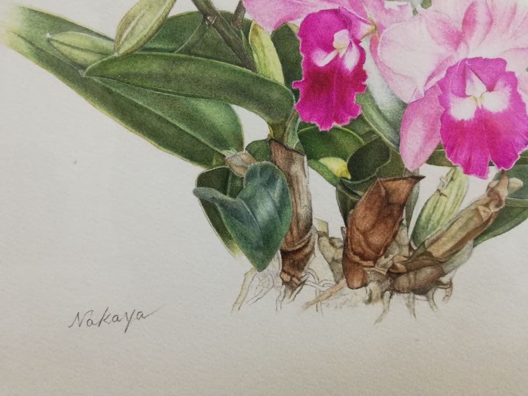水彩絵画『カトレア』中谷道江作
