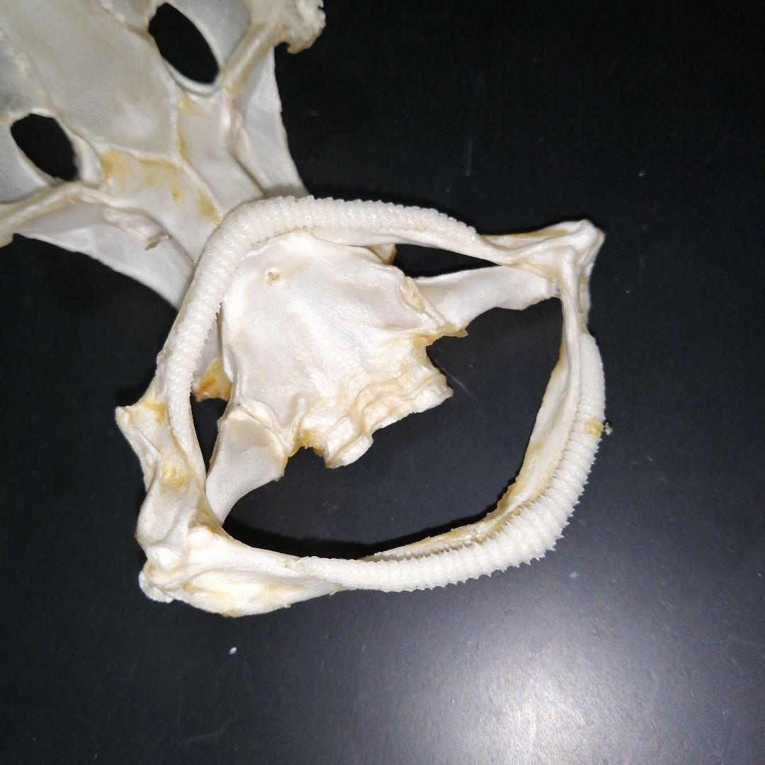 ノコギリザメ 乾燥標本 顎歯 S3 - メルカリ