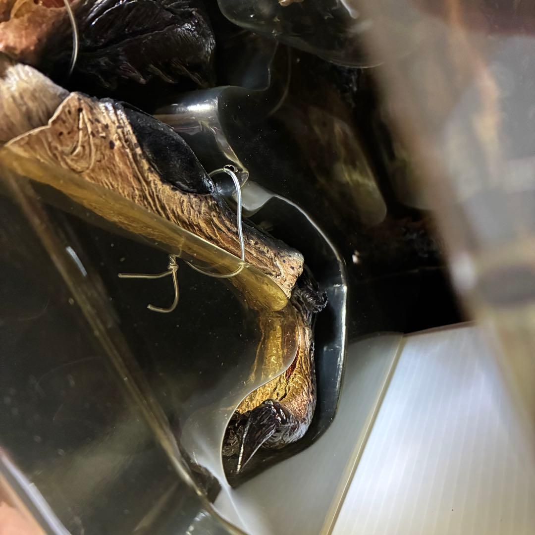 AVP2 エイリアンズVSプレデター　完全版　コレクターズBOX プレデリアン