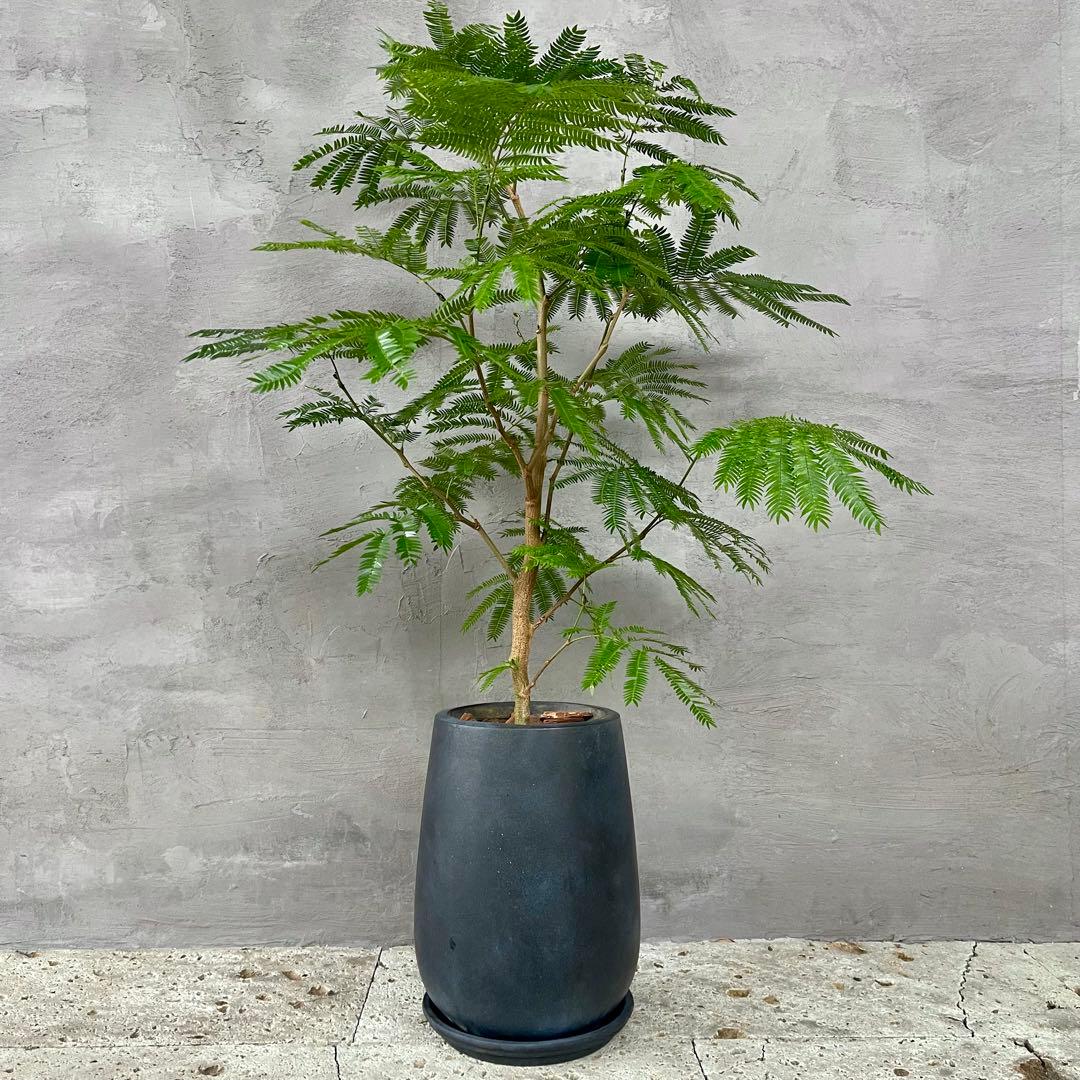 DACCHI LABO ルアーセット Noopy PonZoo