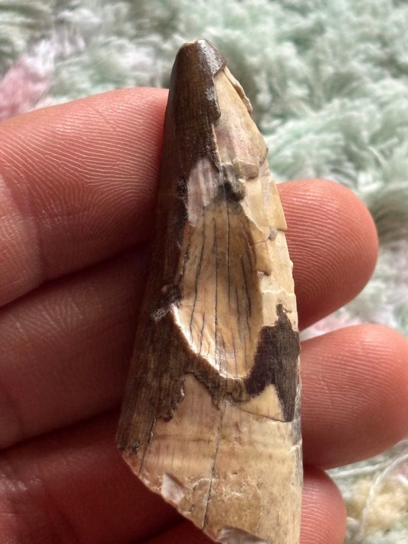 5.6cm 古代の巨大ワニ　サルコスクス　歯　化石