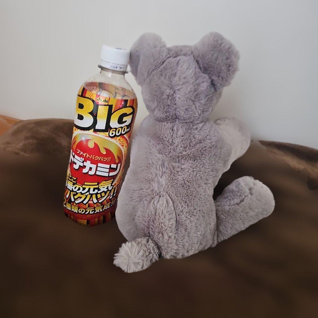 ジェリーキャット Jerry Cat 犬