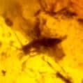 虫入り琥珀　可動水泡大1　化石　ミャンマー　カムティかタナイ産　9900万年前