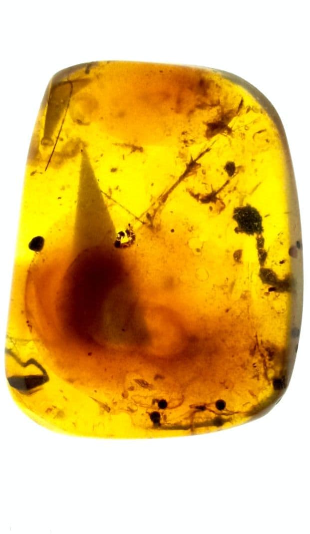 虫入り琥珀　可動水泡大1　化石　ミャンマー　カムティかタナイ産　9900万年前