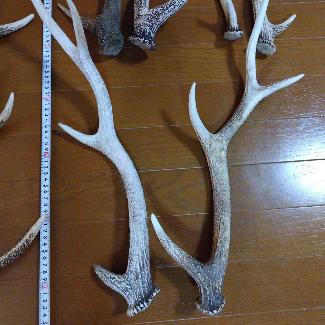 最終値下げ 約4.7kg 鹿の角 10本セット - メルカリ