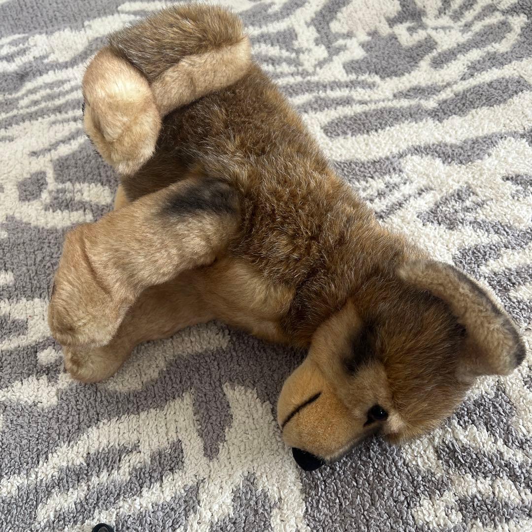 ケーセン　kosen オオカミ　お座り