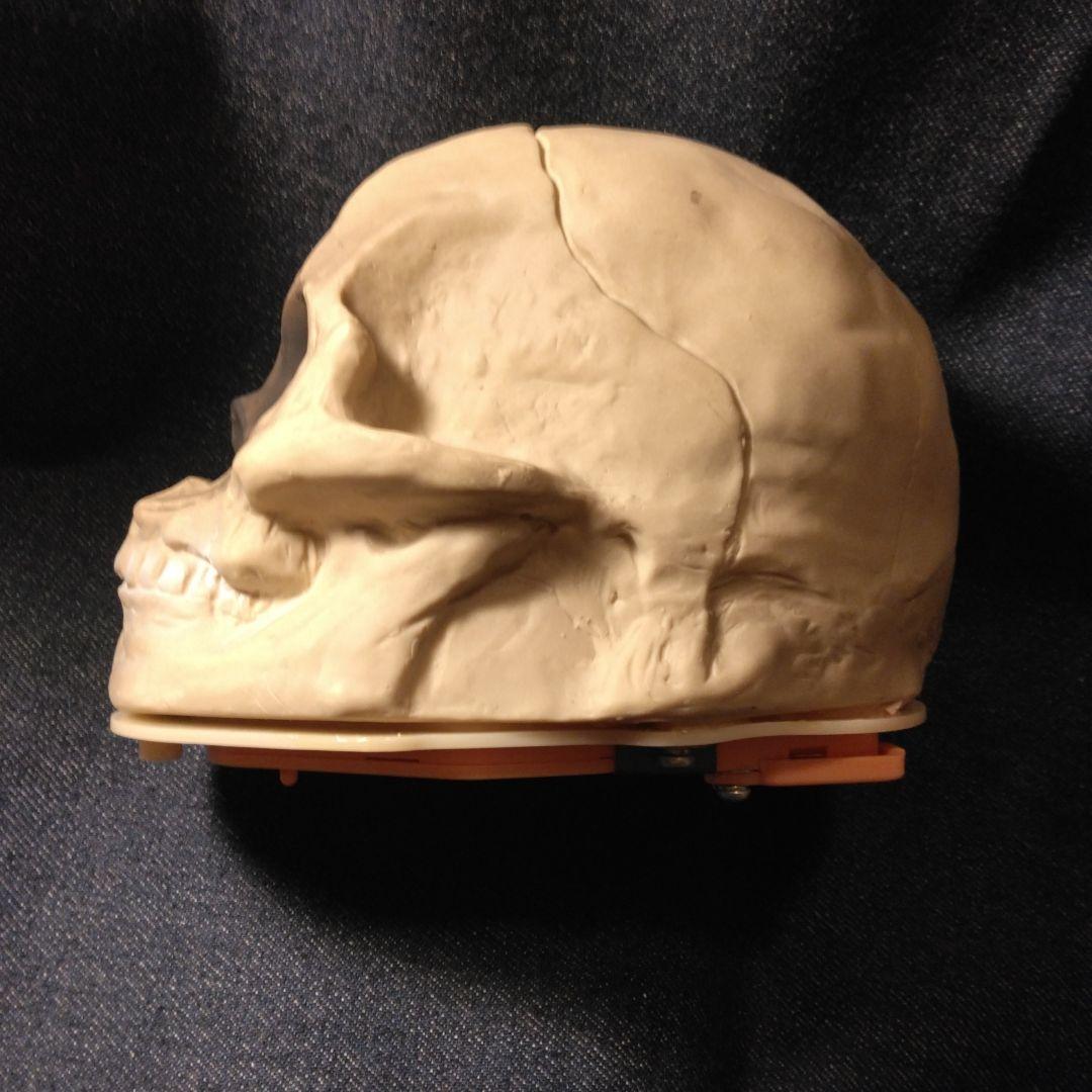 LAUGHING　SKELETON　昭和　ドクロ　スカル　笑う　デッドストック