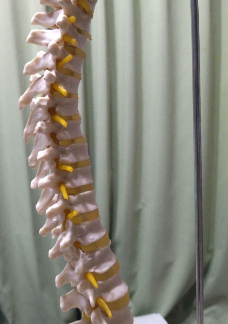 脊椎模型 （約73cm スタンド付き）