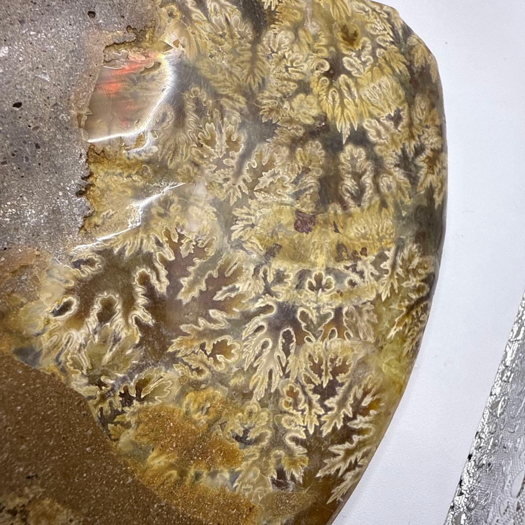 アモナイト化石 ペア　スタンド付き