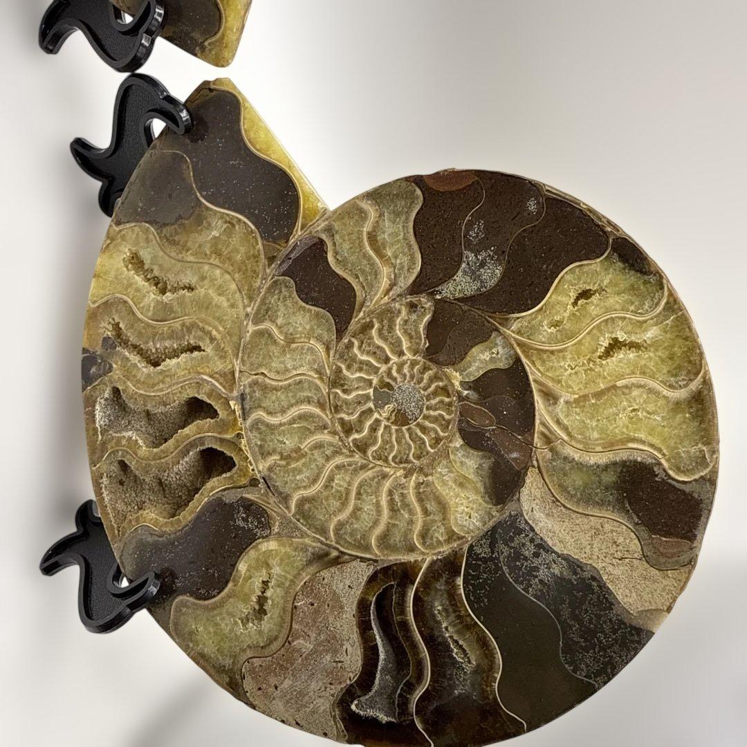 アモナイト化石 ペア　スタンド付き