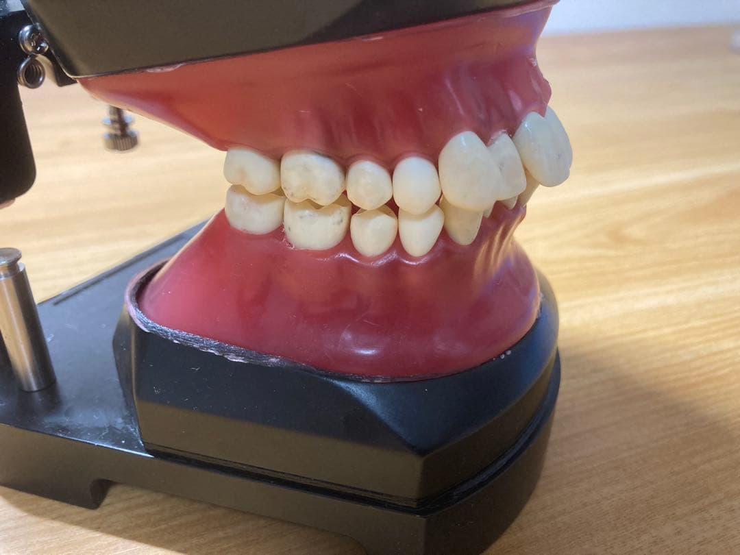 タイポドント咬合器&メタルティースセット ロッキー（JMオーソ）型