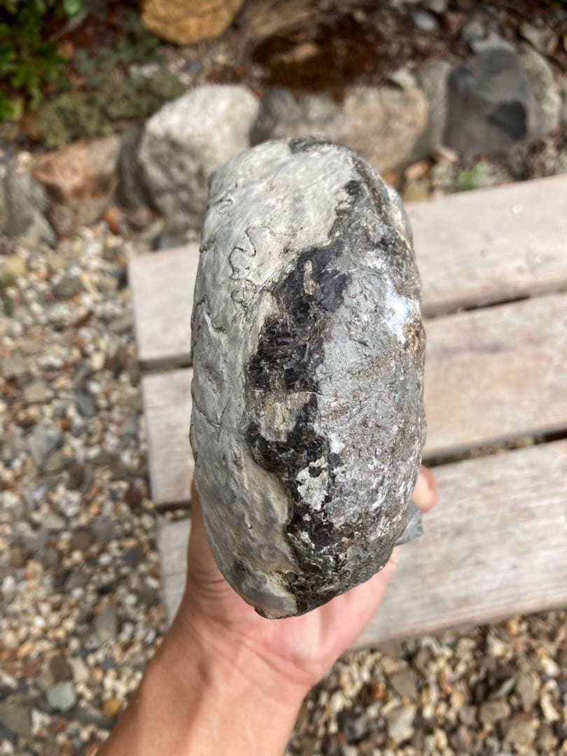 北海道　希産地　アンモナイト　1.7kg 化石