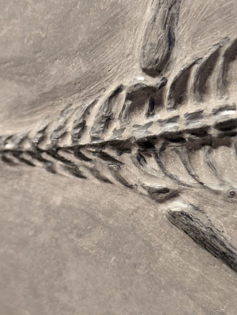 ケイチョウサウルス 化石 博物館級 地学 標本 - メルカリ