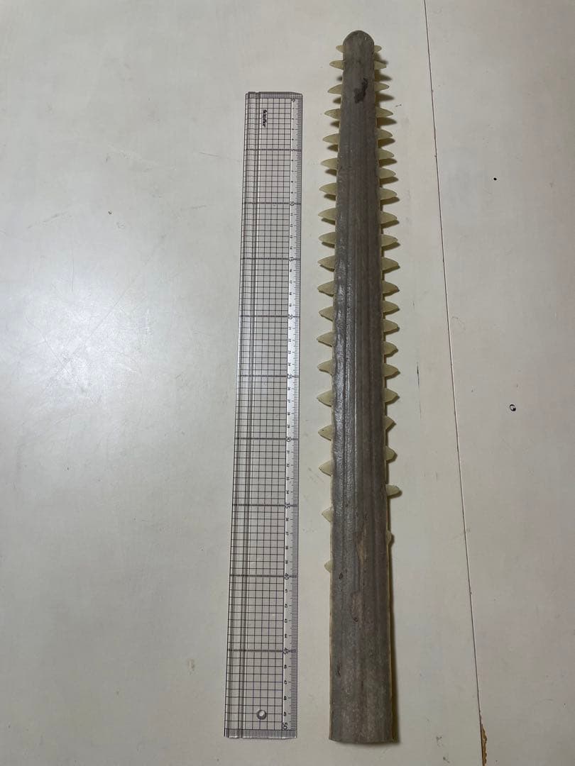 ノコギリザメの歯　標本　希少 Yahoo!オークション - レア 希少 ノコギリザメ 約70cm 幼体 剥製 標本