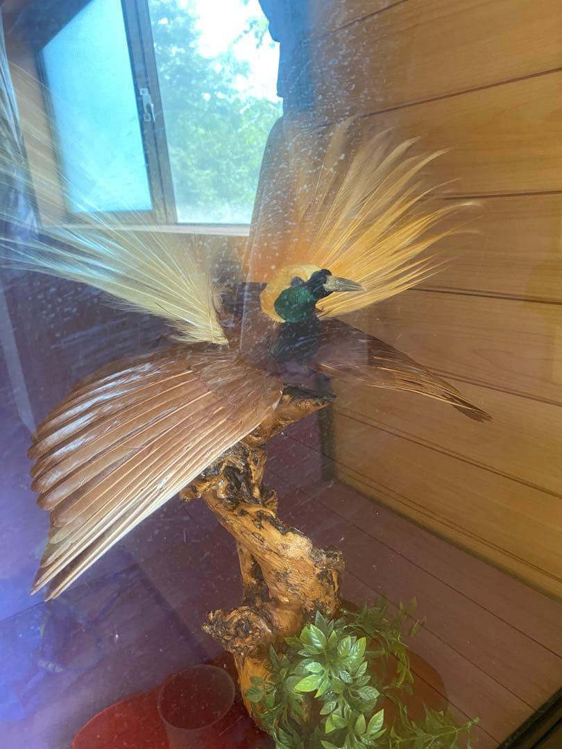 希少】極楽鳥（オオフウチョウ）剥製 縁起物 - メルカリ