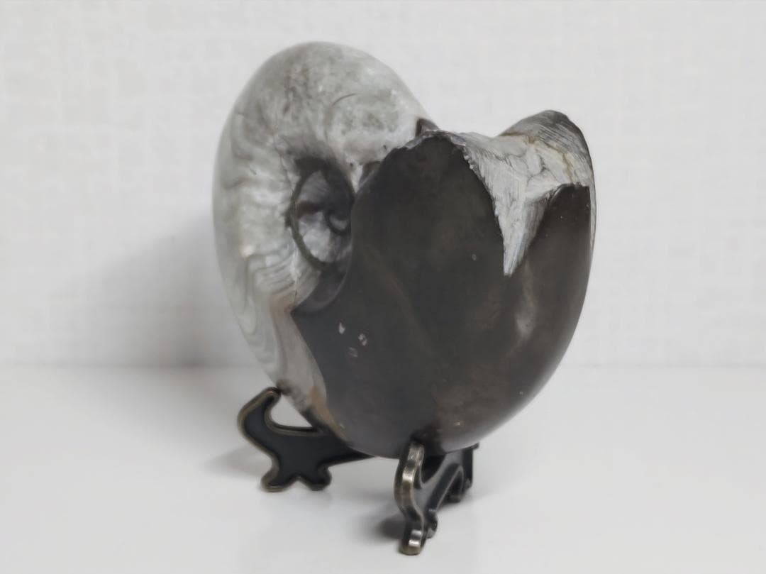 アンモナイト 295g 化石 鑑賞石 原石 自然石 誕生石 鉱石 鉱物 水石