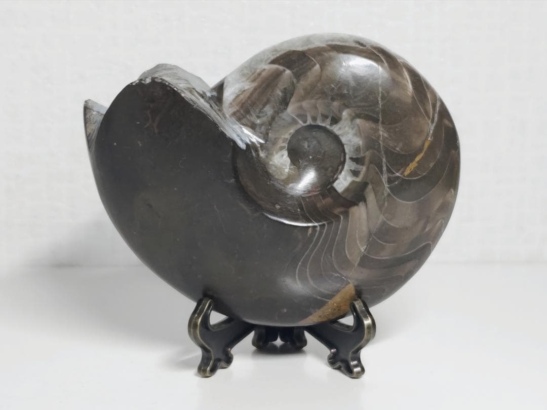 アンモナイト 295g 化石 鑑賞石 原石 自然石 誕生石 鉱石 鉱物 水石