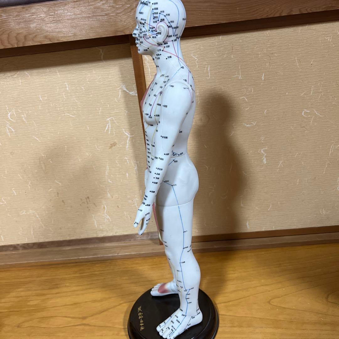 鍼灸経穴奇穴 モデル（日本製） - メルカリ