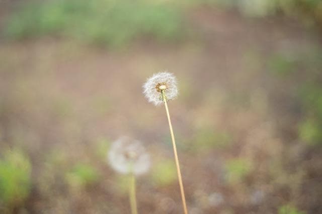 玉ボケが綺麗なオールドレンズ】smc takumar 55mm f1.8 - メルカリ