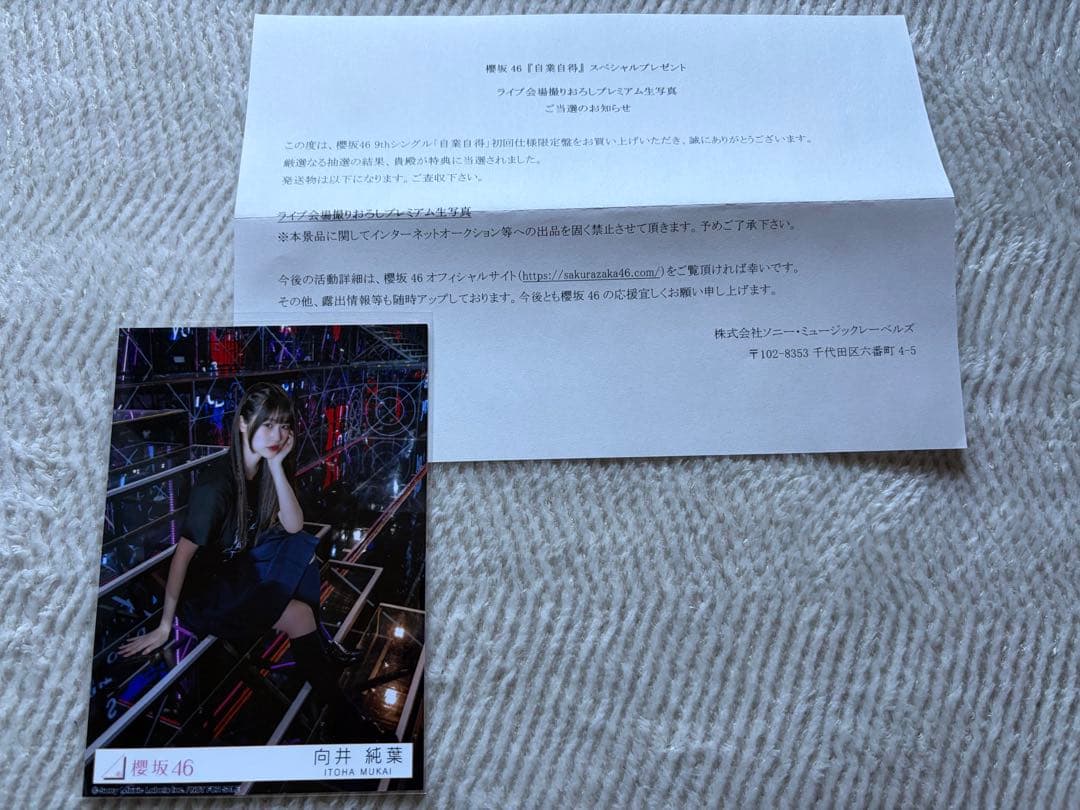 希少櫻坂46 向井純葉 生写真 東京ドーム スペシャルプレゼント 櫻坂46