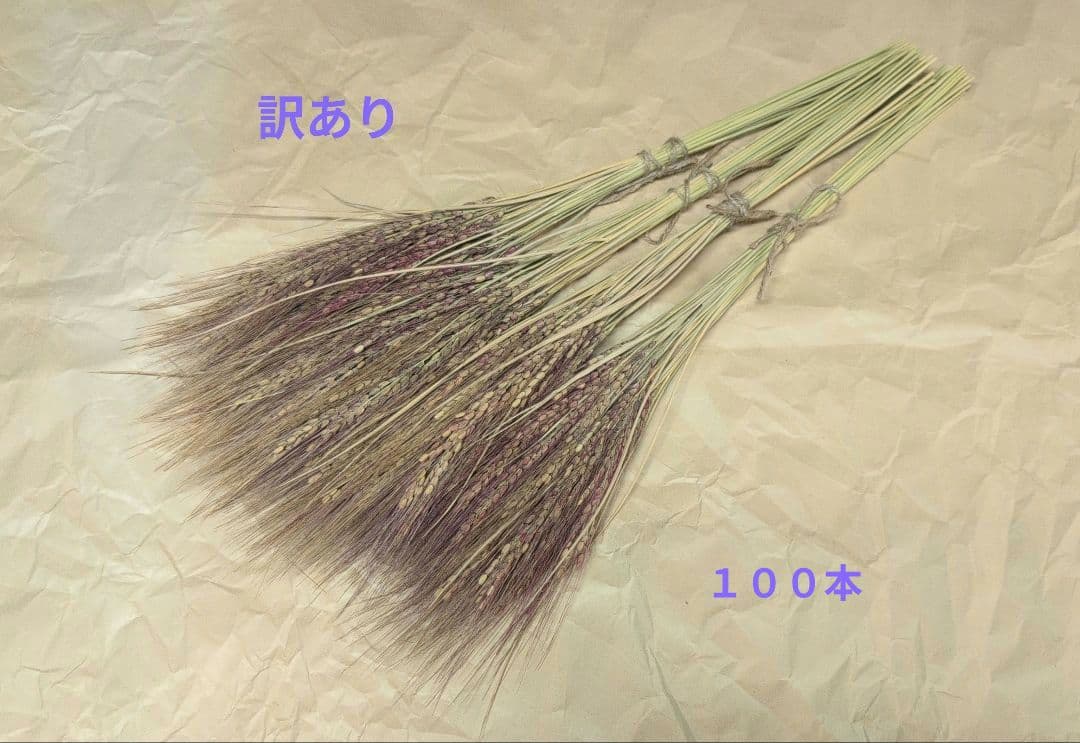misu　訳あり　しめ縄　稲穂　ラグラス同梱