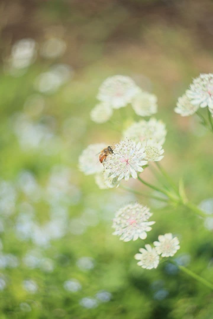 HELIOS-44 58mm F2 zebra《MMZ製》【光学美品】