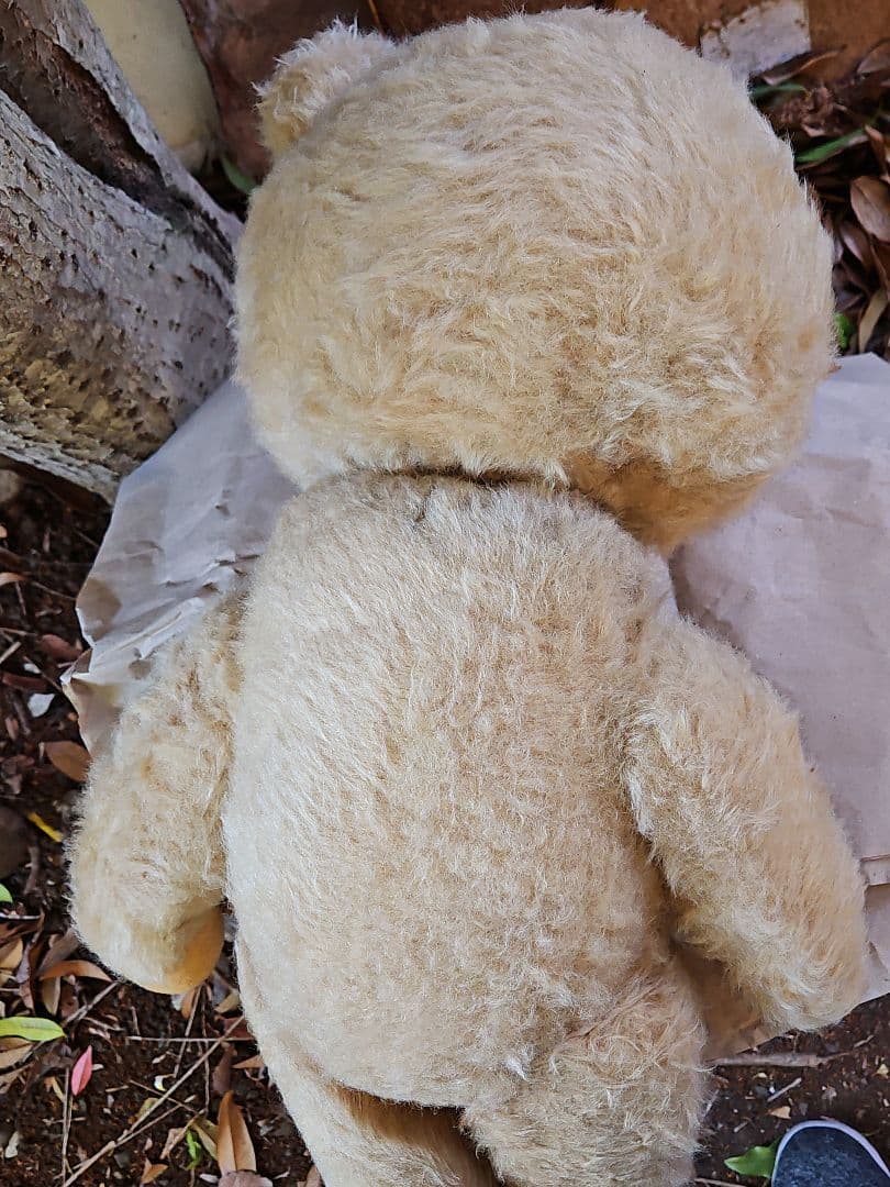 DDRベア ベビーフェイスが可愛い大きな子 ʕ•ᴥ•ʔ