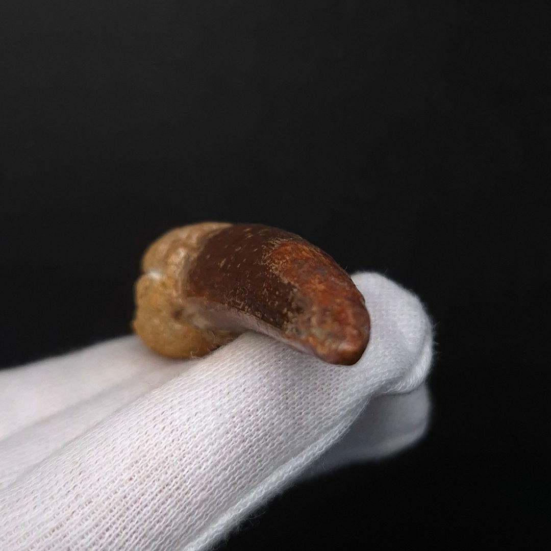 スピノサウルス 本物 モロッコ産 64.02mm fsp4