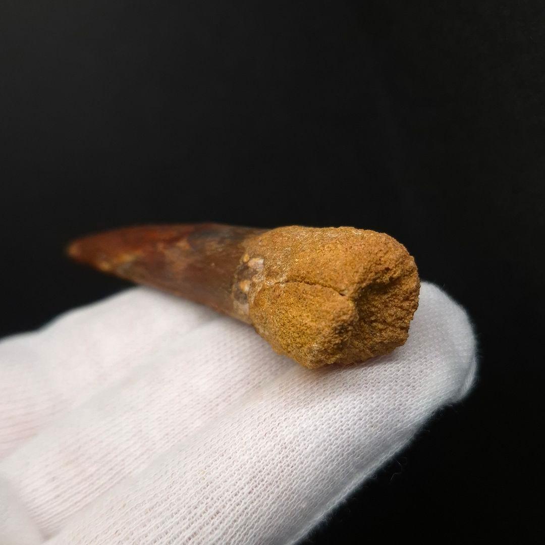 スピノサウルス 本物 モロッコ産 64.02mm fsp4