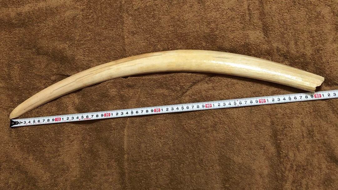 K*A様 セイウチ牙(マッコウ歯より希少)約1,100g - メルカリ