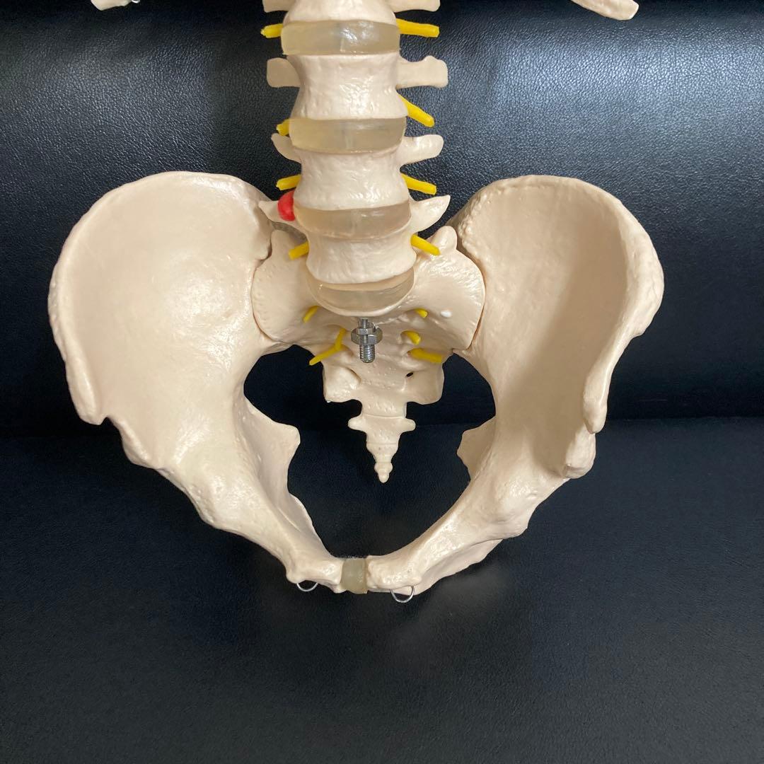 人体模型 骨格モデル 約80cm！カイロ！整体！ エステ！オステ！鍼灸！医療！