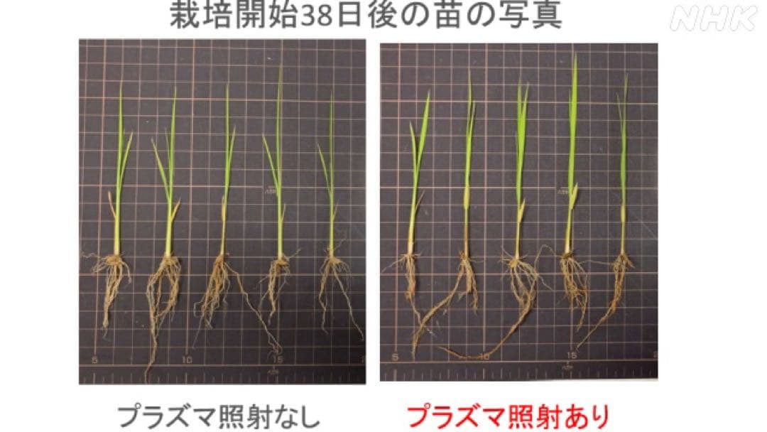 Alex ビューティ　レイヤー　美顔器　オゾン　プラズマ