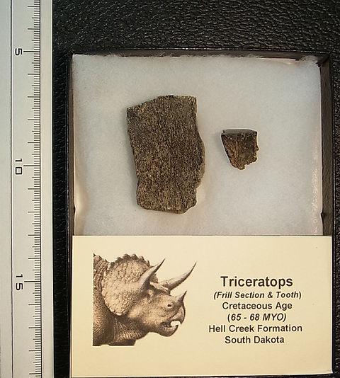 トリケラトプスフリル・実物歯化石 | paleo-science